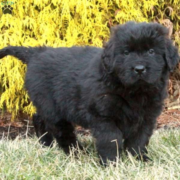 Foster, Newfoundland Puppy