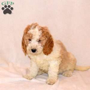 Foster, Labradoodle Puppy