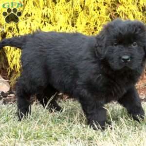 Foster, Newfoundland Puppy