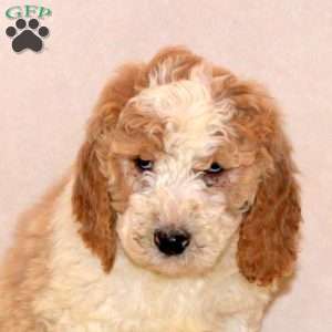 Foster, Labradoodle Puppy