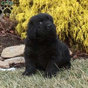 Foster, Newfoundland Puppy