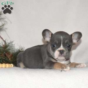 Foxy, French Bulldog Puppy