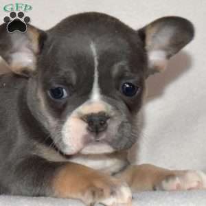 Foxy, French Bulldog Puppy