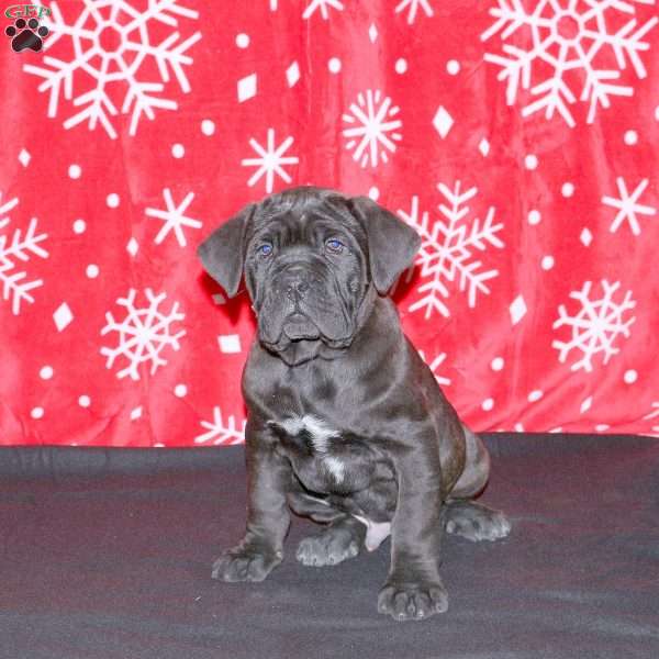 Franco, Cane Corso Puppy