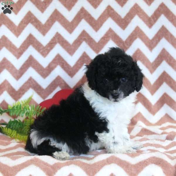 Frank, Toy Poodle Puppy