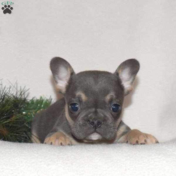 Frankie, French Bulldog Puppy