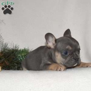 Frankie, French Bulldog Puppy