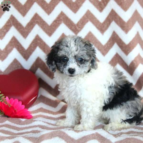 Franzie, Toy Poodle Puppy