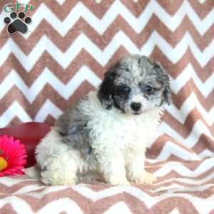 Franzie, Toy Poodle Puppy