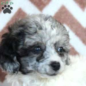 Franzie, Toy Poodle Puppy