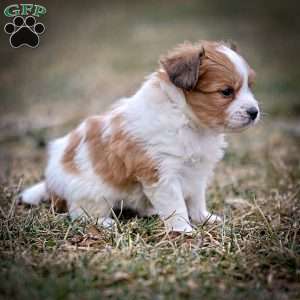 Fraser, Papillon Puppy