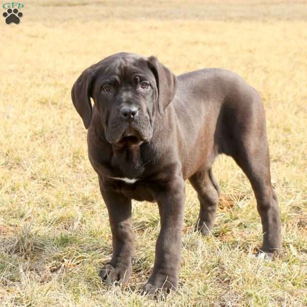 Frida, Cane Corso Puppy