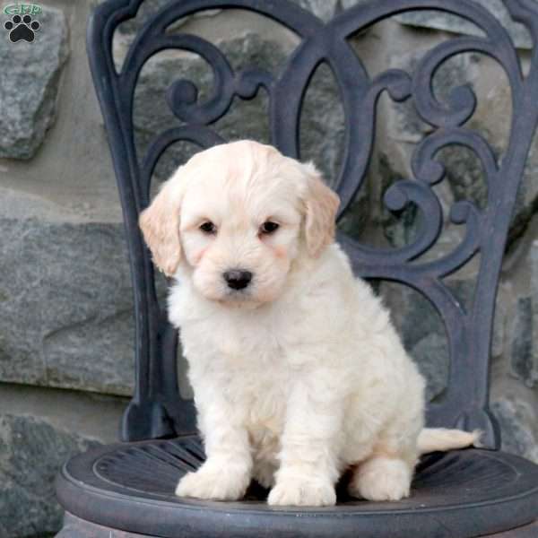 Freya, Mini Goldendoodle Puppy