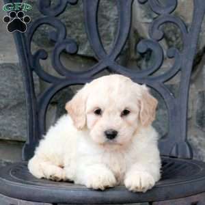 Freya, Mini Goldendoodle Puppy