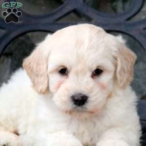 Freya, Mini Goldendoodle Puppy