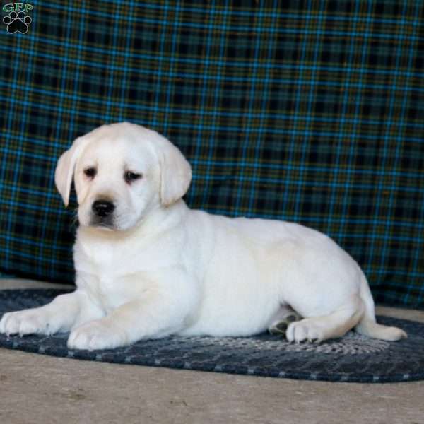 Frida, Yellow Labrador Retriever Puppy