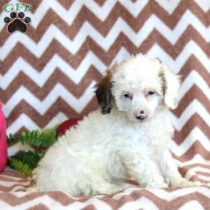 Frieda, Toy Poodle Puppy