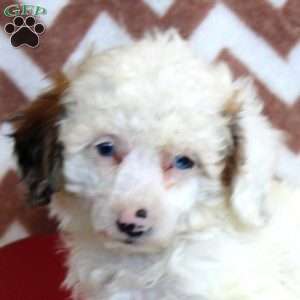 Frieda, Toy Poodle Puppy