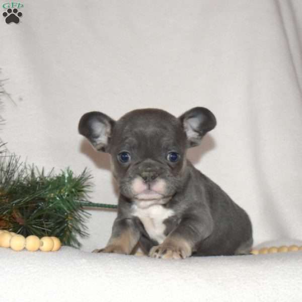 Frito, French Bulldog Puppy