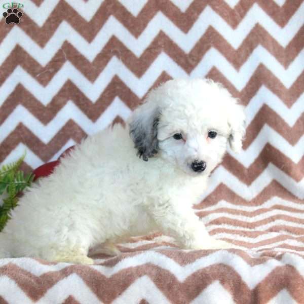 Fritz, Toy Poodle Puppy