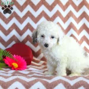 Fritz, Toy Poodle Puppy