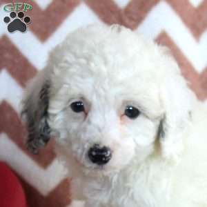 Fritz, Toy Poodle Puppy