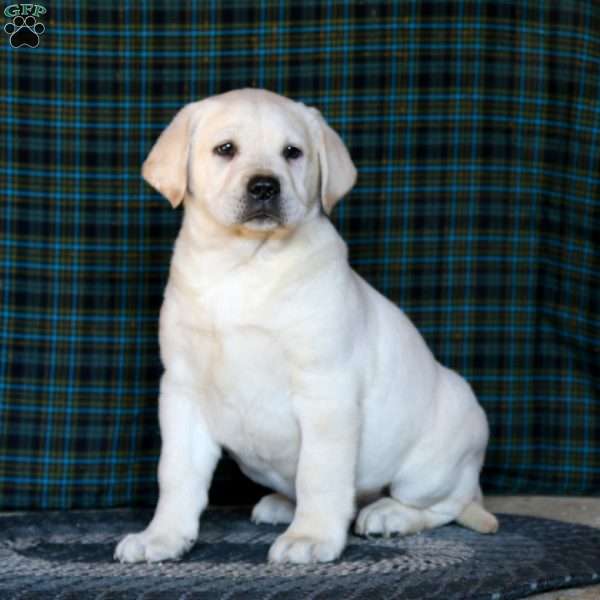 Frosty, Yellow Labrador Retriever Puppy