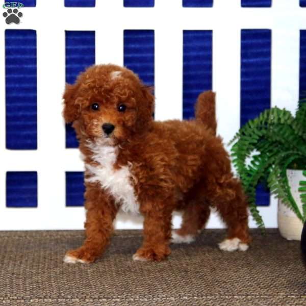 Frosty, Toy Poodle Puppy