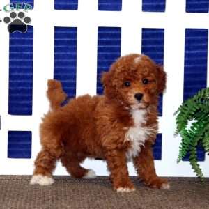 Frosty, Toy Poodle Puppy