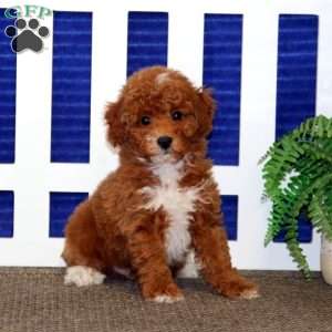 Frosty, Toy Poodle Puppy