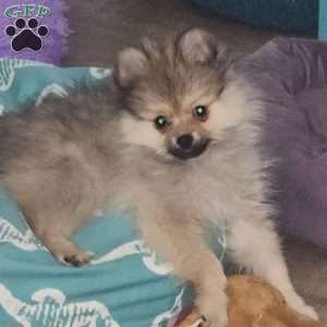 Frosty, Pomeranian Puppy