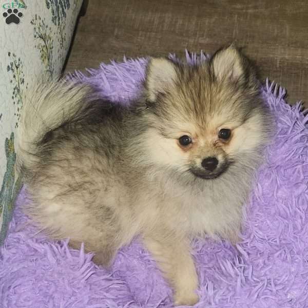 Frosty, Pomeranian Puppy