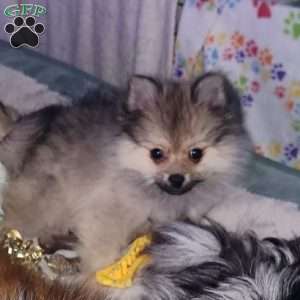 Frosty, Pomeranian Puppy