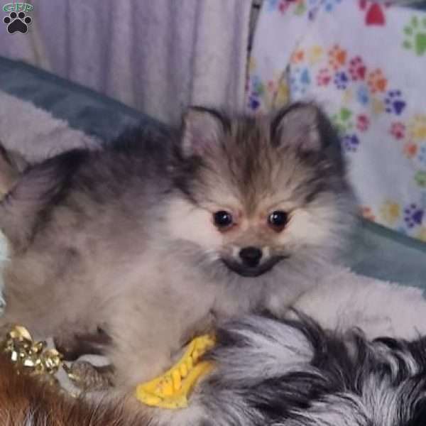 Frosty, Pomeranian Puppy