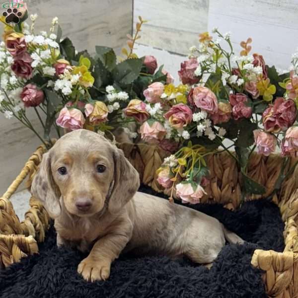 Heather, Dachshund Puppy