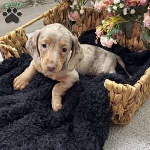 Heather, Dachshund Puppy