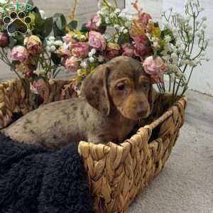 Harvey, Dachshund Puppy