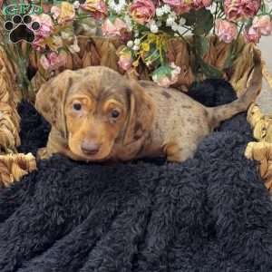 Harvey, Dachshund Puppy