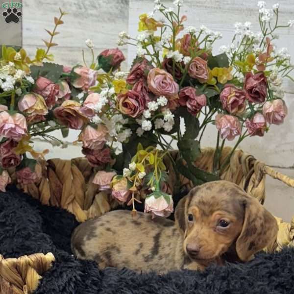 Tilda, Dachshund Puppy