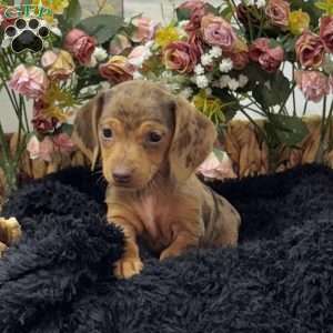 Tilda, Dachshund Puppy