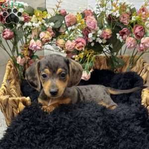 Timmy, Dachshund Puppy