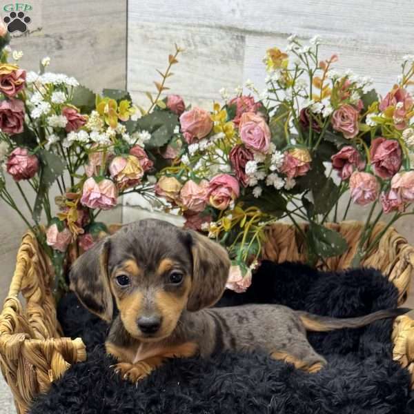 Timmy, Dachshund Puppy