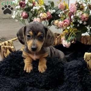 Timmy, Dachshund Puppy