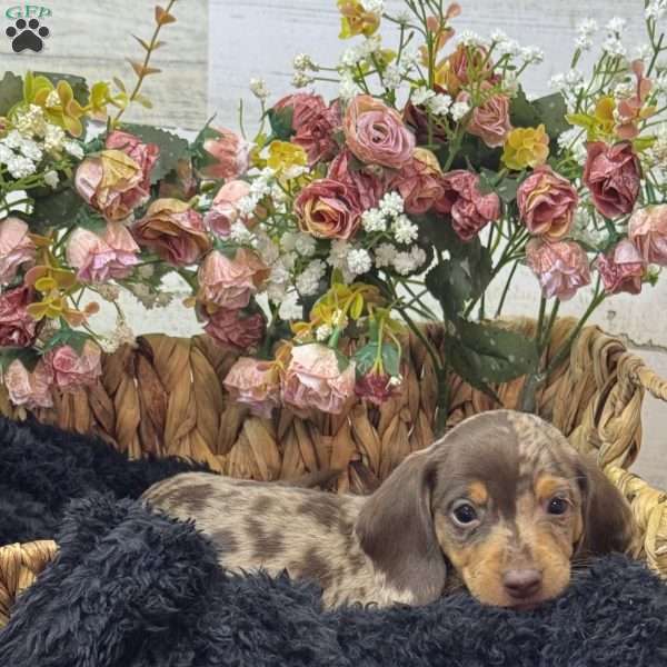 Tommy, Dachshund Puppy