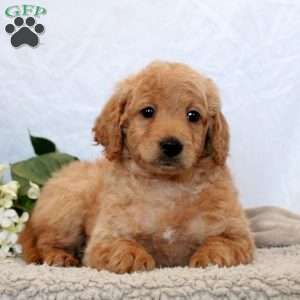 Gabby, Mini Goldendoodle Puppy