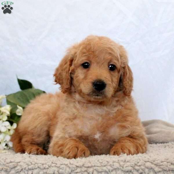 Gabby, Mini Goldendoodle Puppy