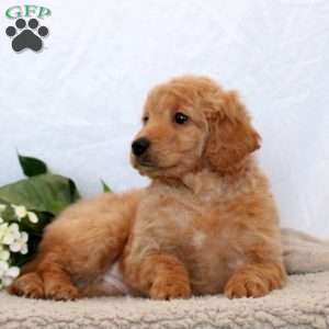 Gabby, Mini Goldendoodle Puppy