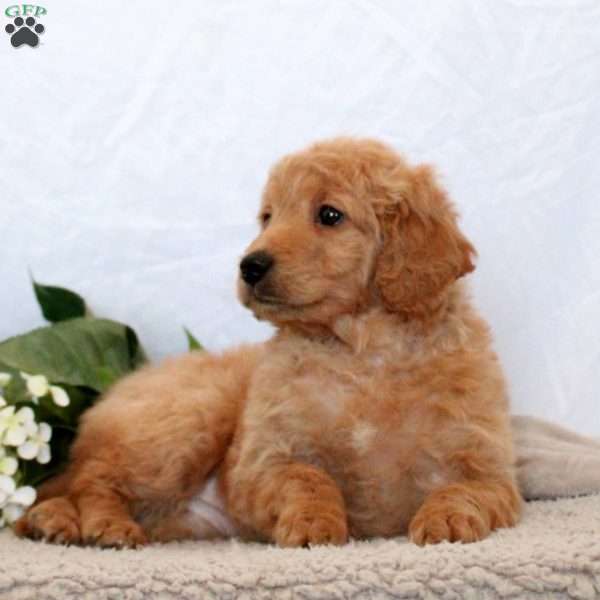 Gabby, Mini Goldendoodle Puppy