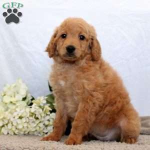 Gabby, Mini Goldendoodle Puppy