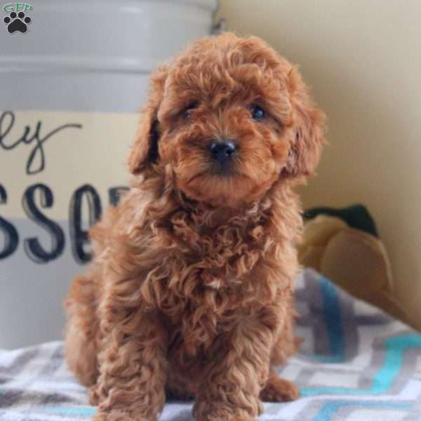 Gabe, Miniature Poodle Mix Puppy